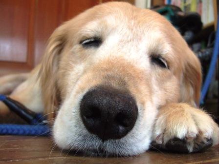 あぁ、気持ちよかったワン♪