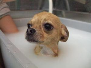 ふっ、いい湯だね。