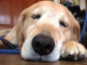 気持ちよかったワン♪