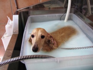 ボク、今マイクロバブル中だよ。